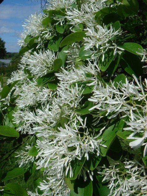 Chionanthus retusus (2)